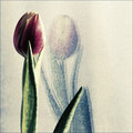 Tulip reflected