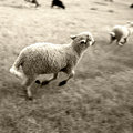 Running sheep