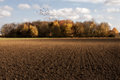 Field with pigeons