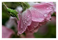 Rainy pink