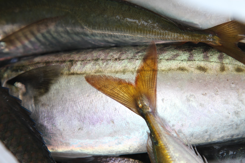 Tail original