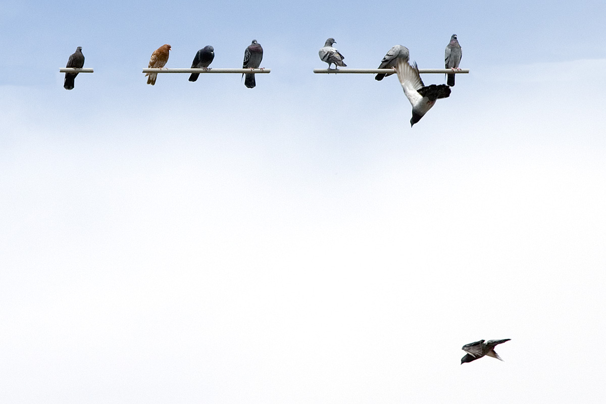 Birds no wire