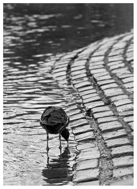 4.52 Coot and cobbles