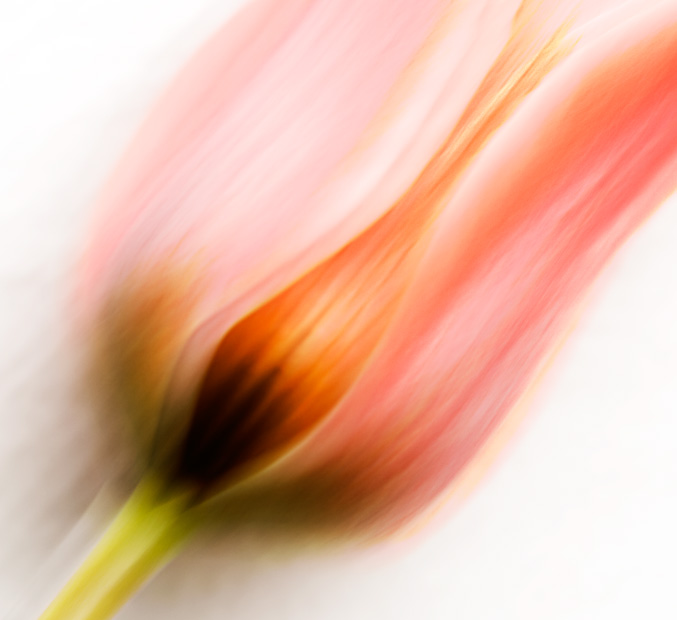 Blurred tulip
