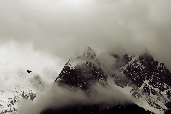 Bird, mountain