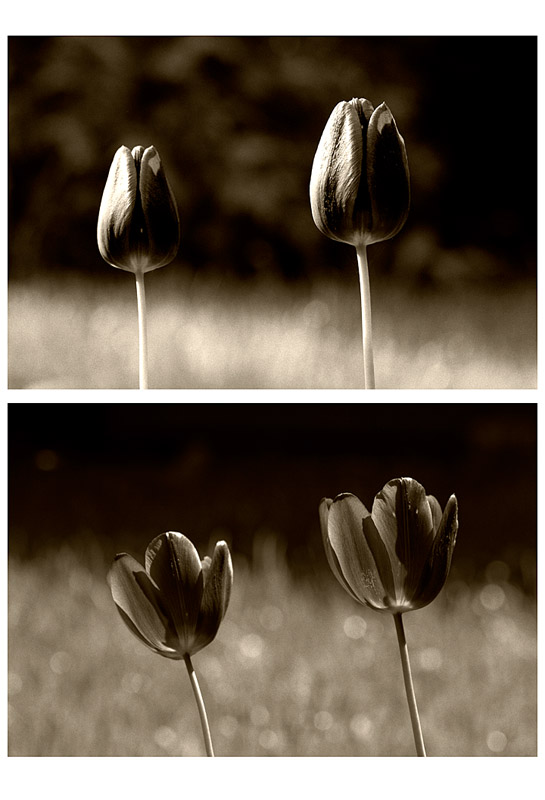 Tulips, closed and open