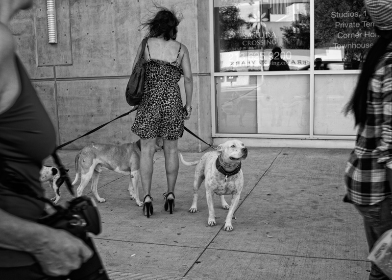 Pitbull