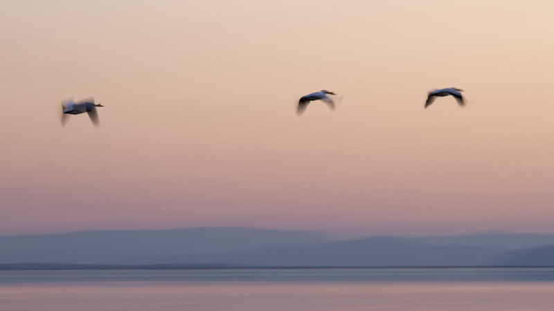 Three pelicans