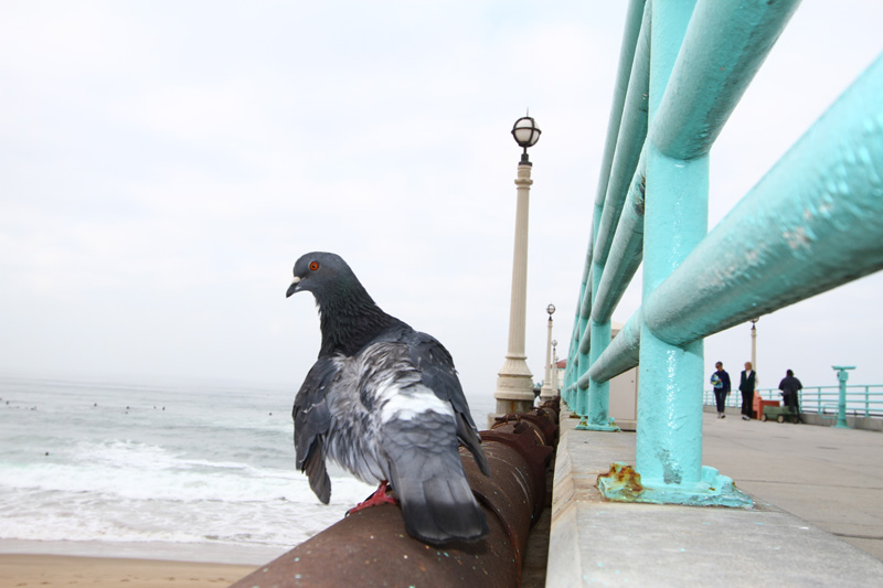 Pigeon orig