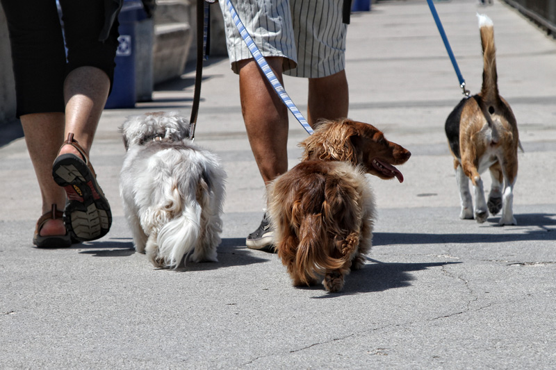 Dogs
