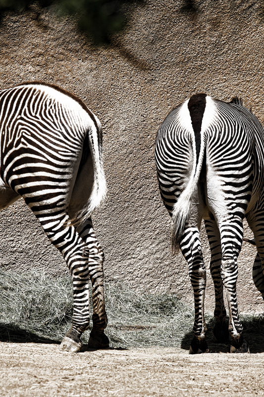 Zebra butts