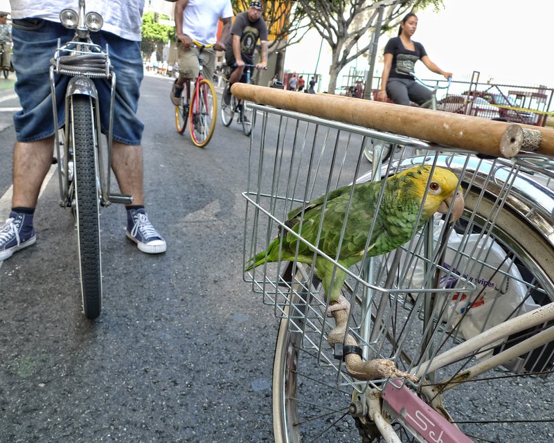 Biking bird