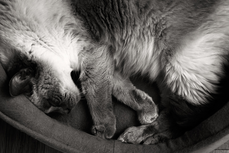Sleeping cat