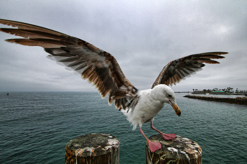 A gull's wingspan