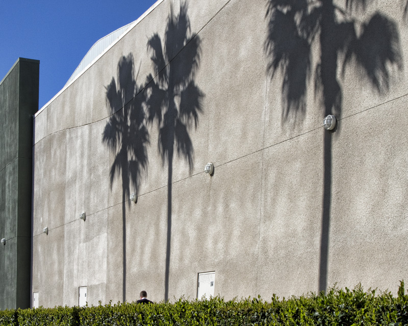 Shadowed Palms