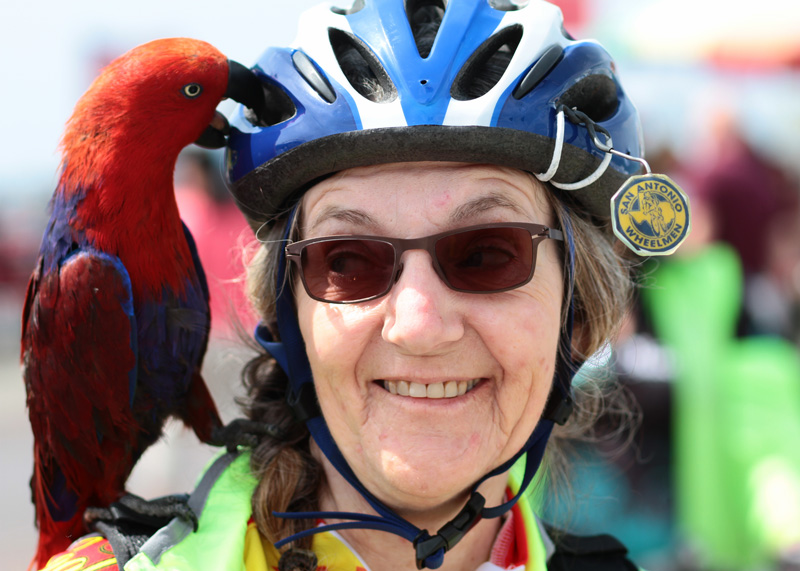 Bird in helmet