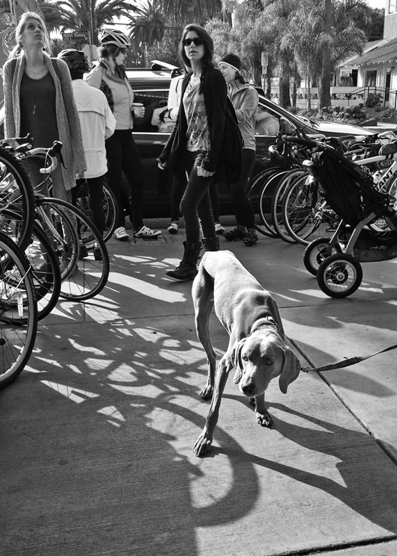 Dog at coffee