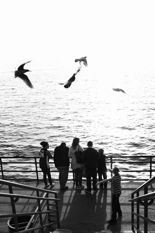 Pigeons 51
