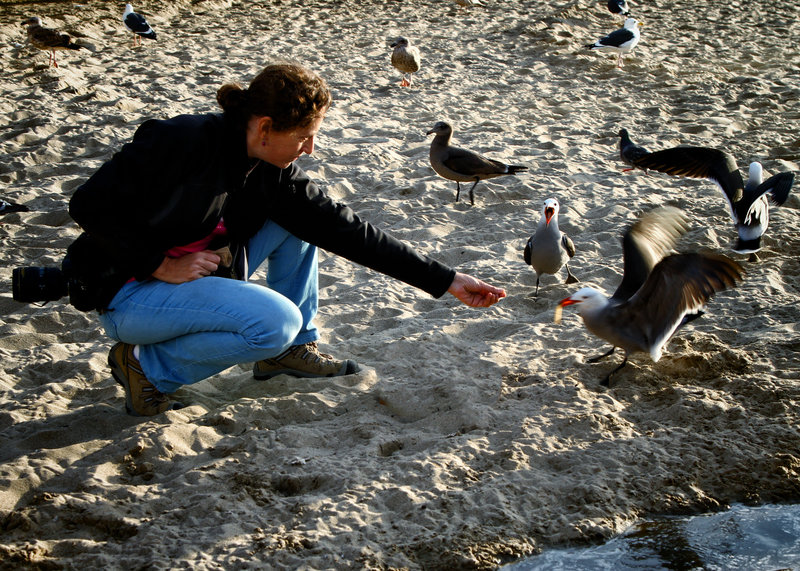 Johanna and the gulls