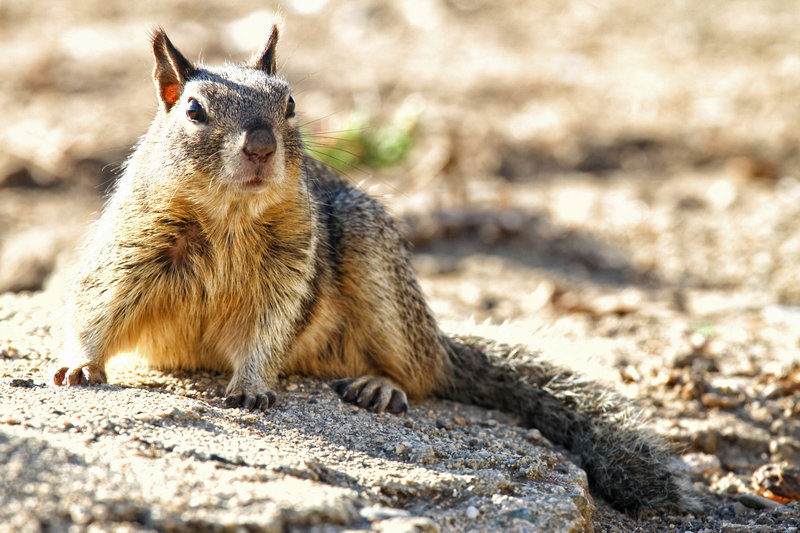Critter