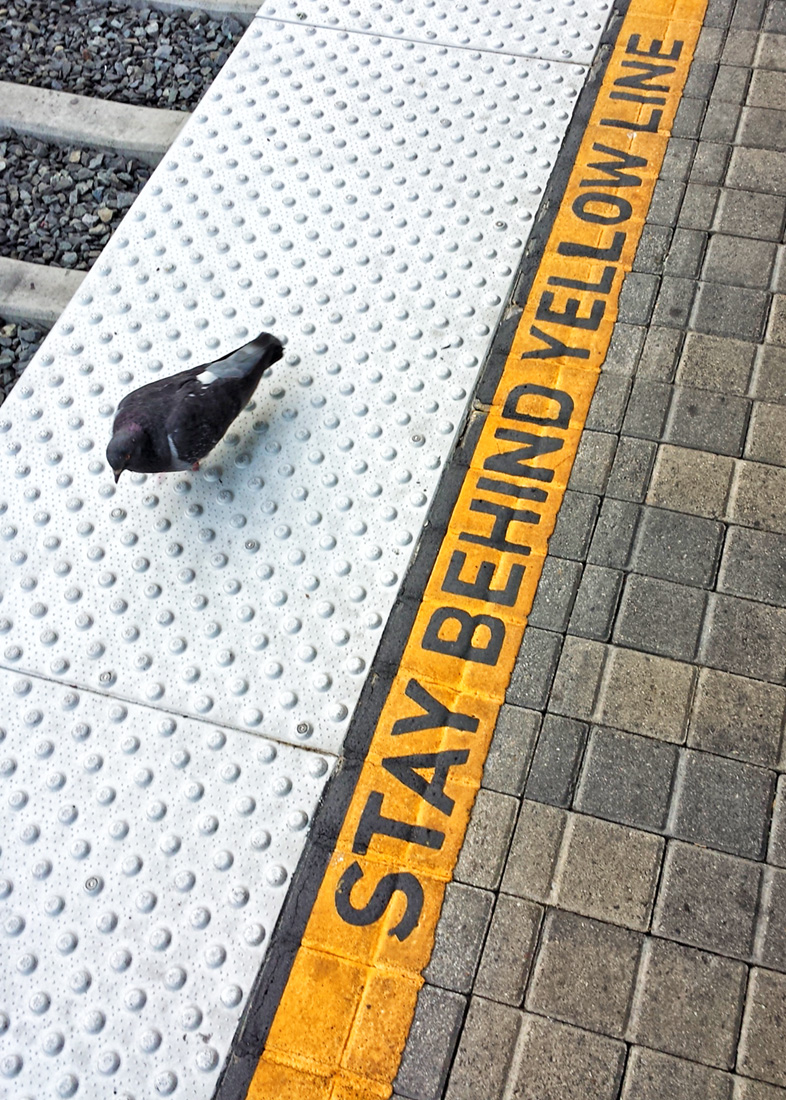 Pigeon Stay