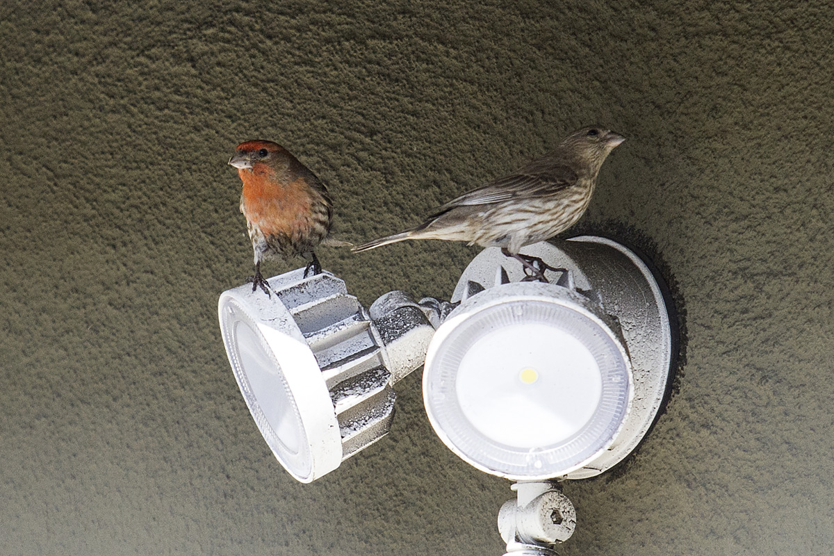 House finch