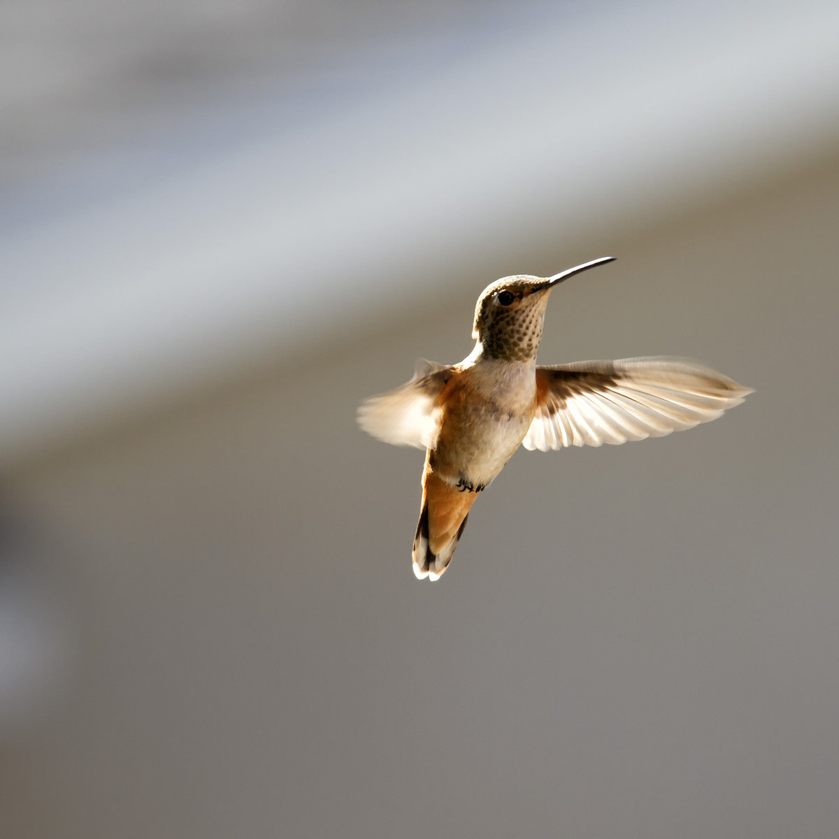 Hummingbird