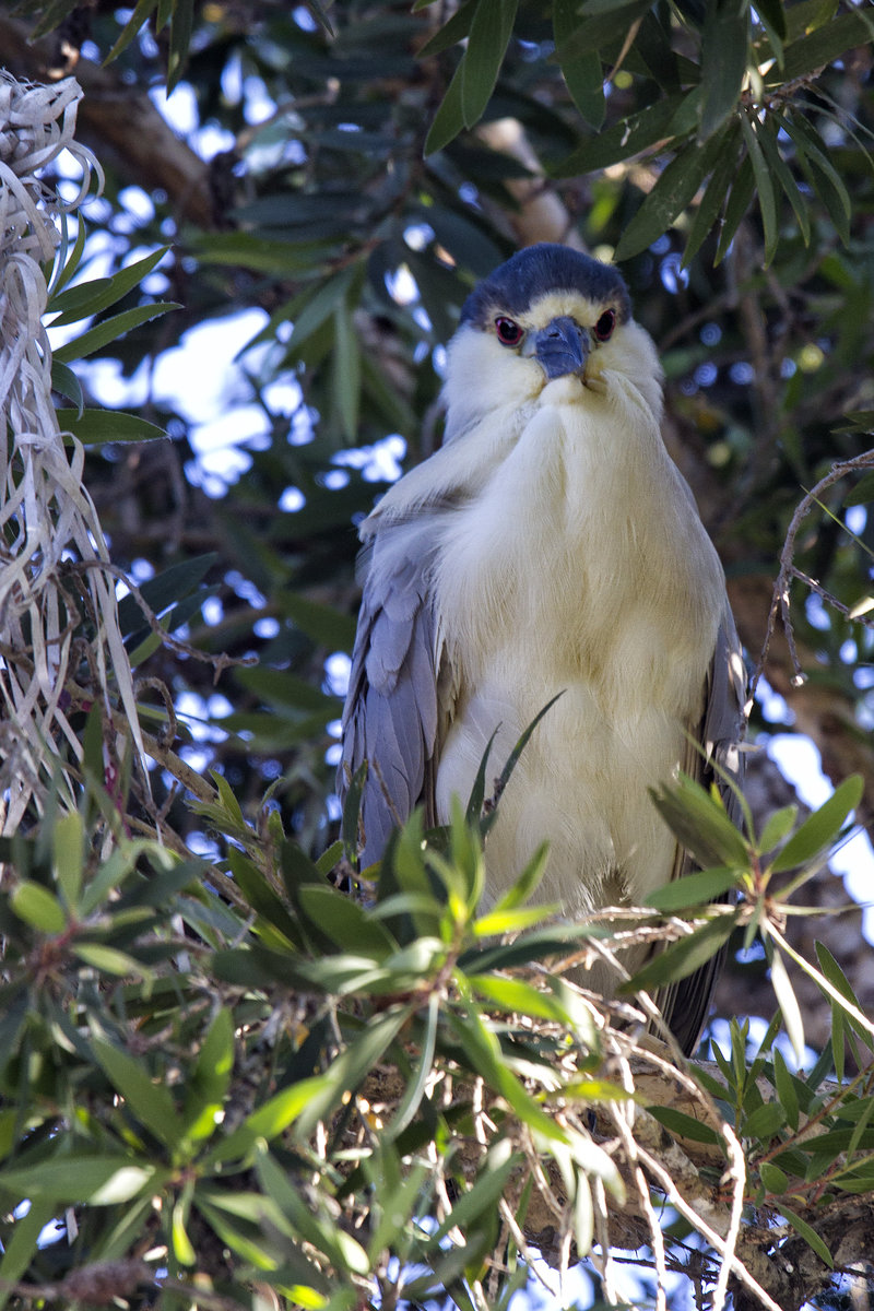 Black crowned night heron