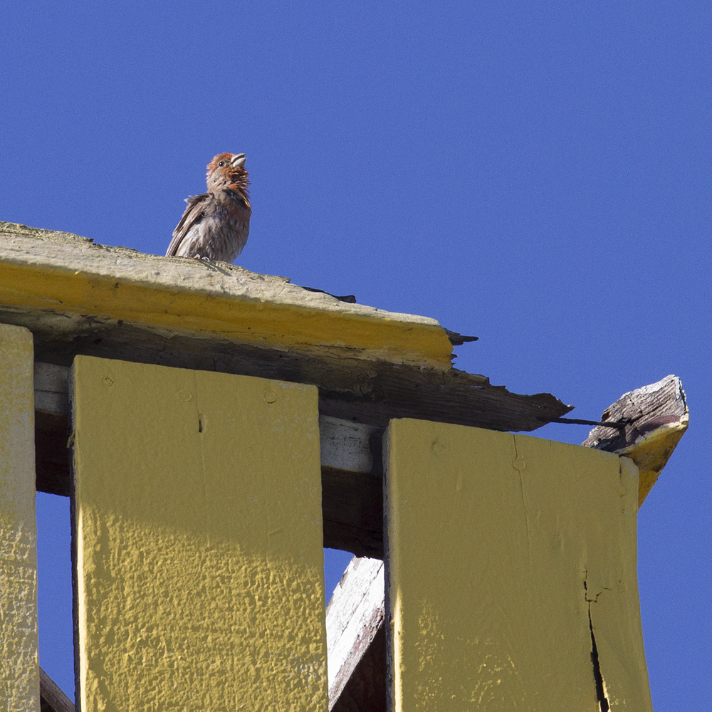 House finch singing