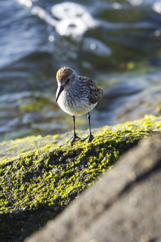 Least Sandpiper