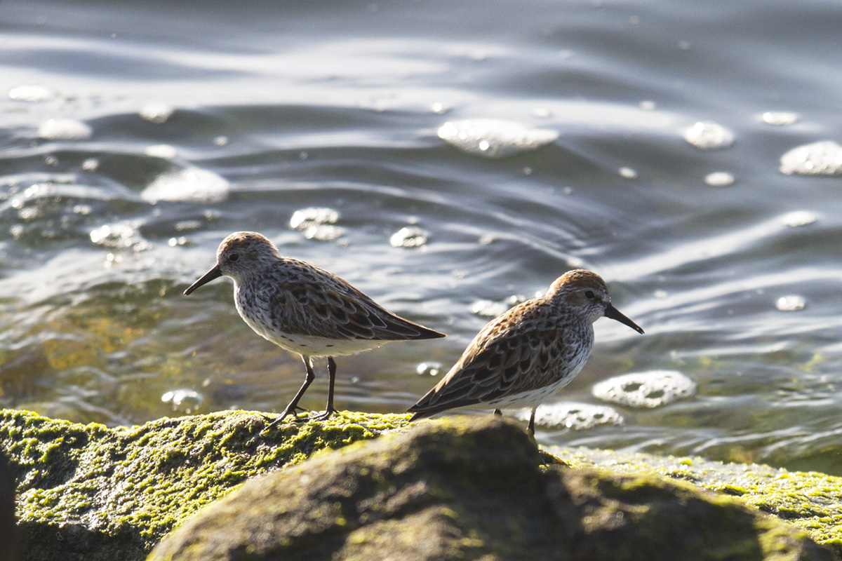 Least Sandpipers