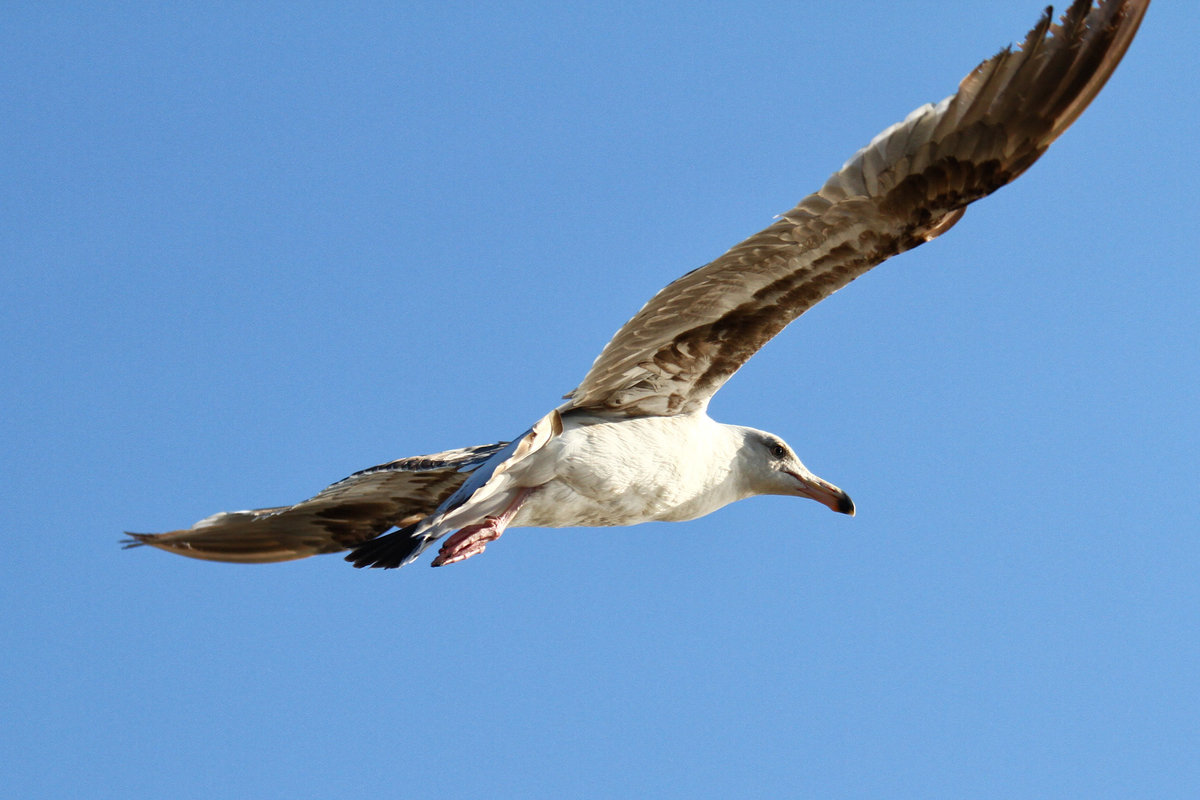 Ring billed gull