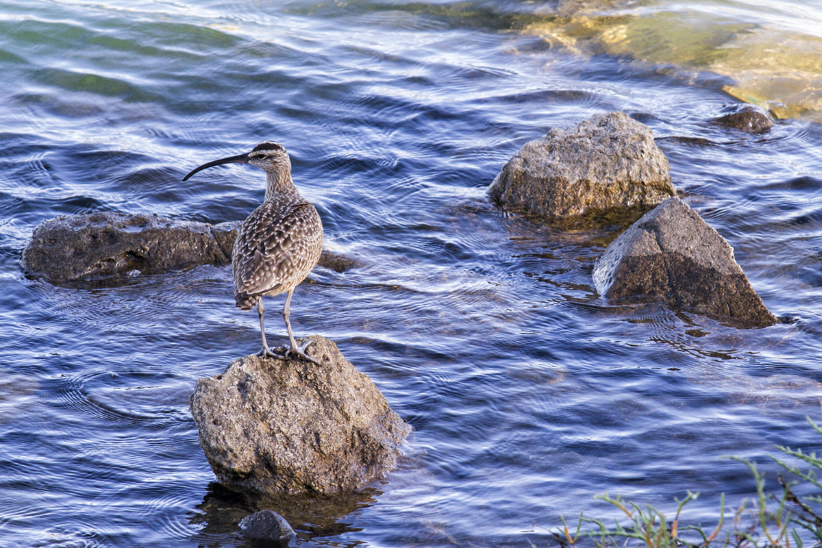 Whimbrel on rock