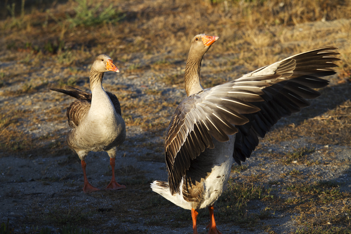 Goose showoff