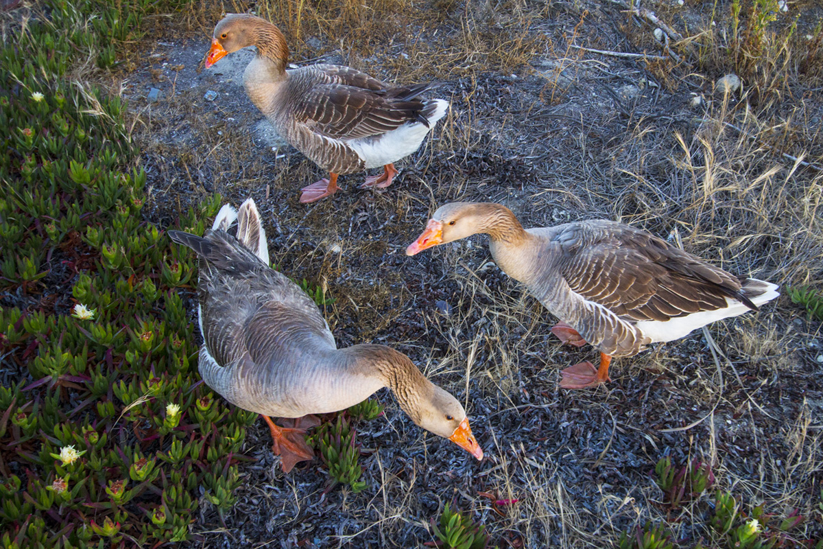 Greylag geese