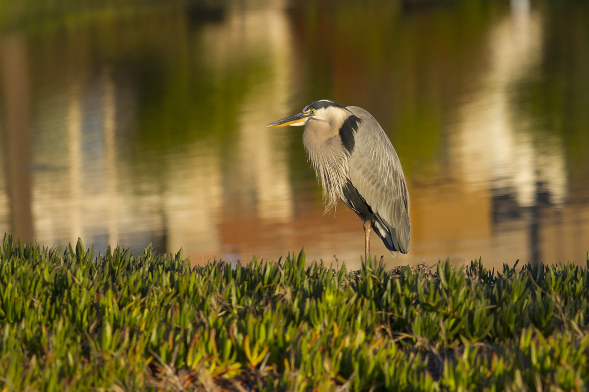 Blue Heron