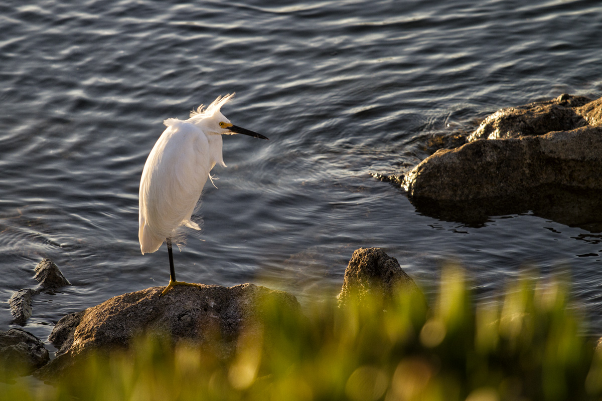 Snowy egret