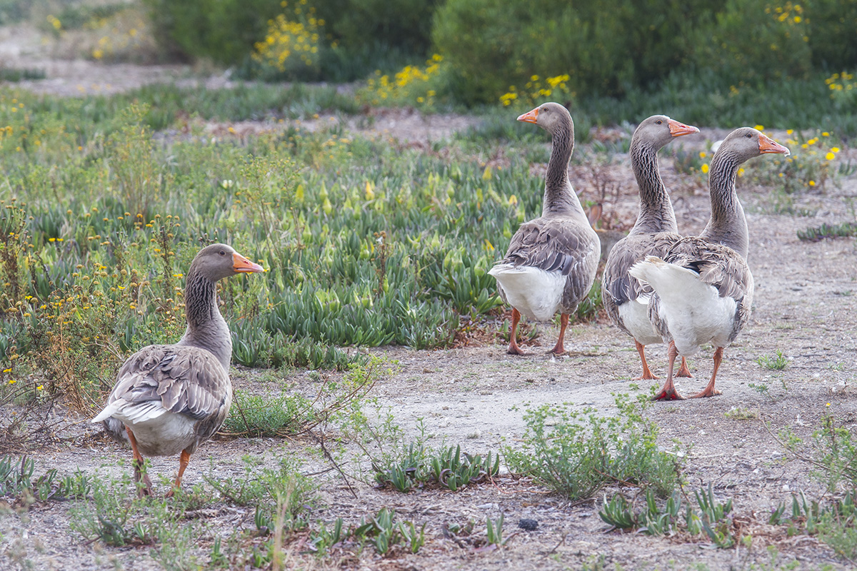 Geese
