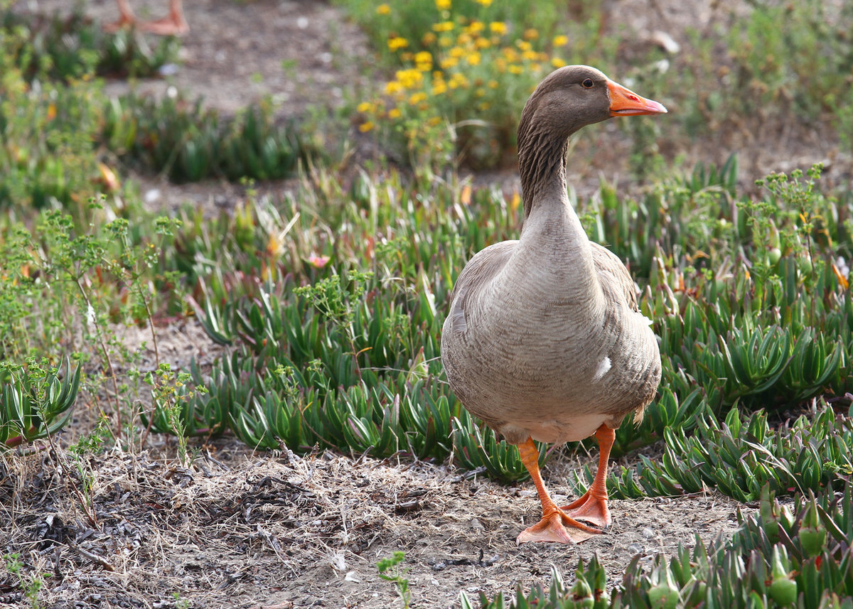 Greylag goose