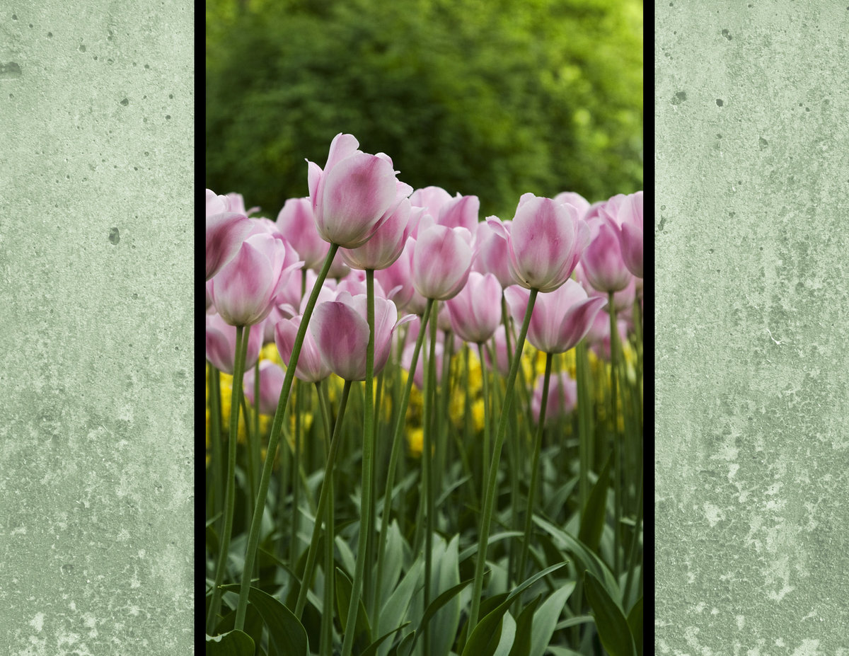 Pink tulips cal