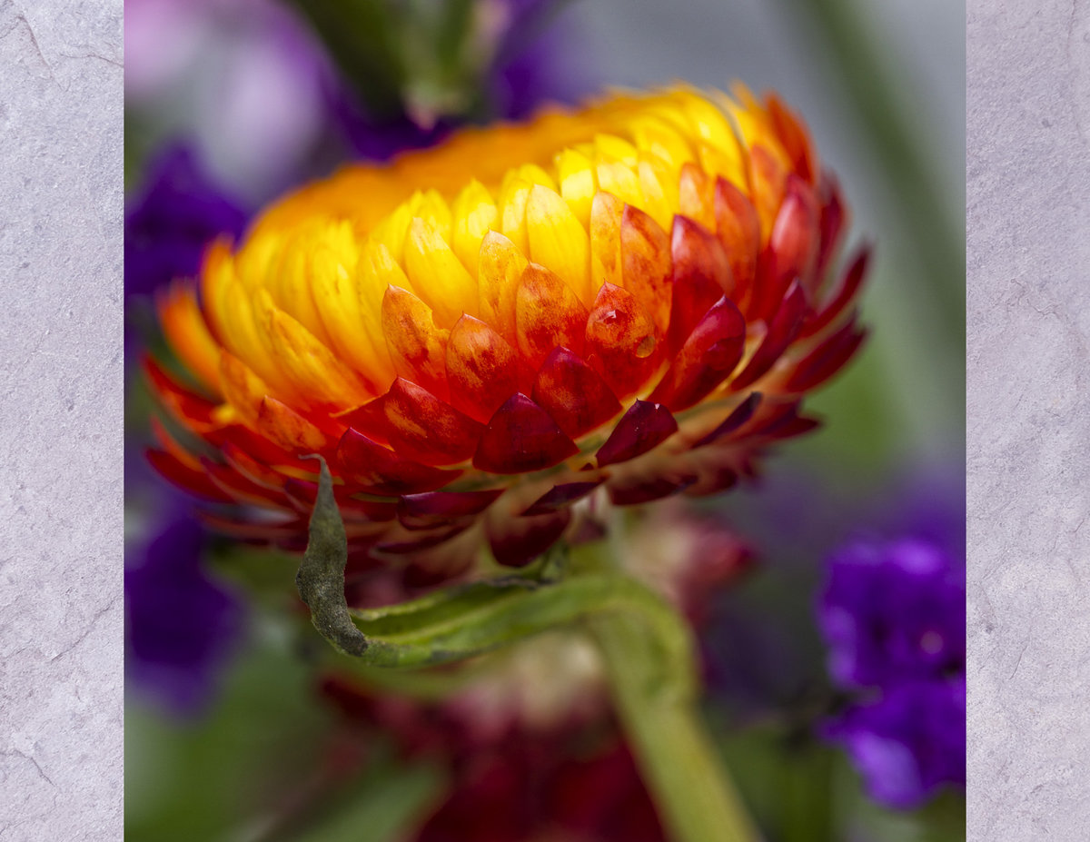 Straw flower