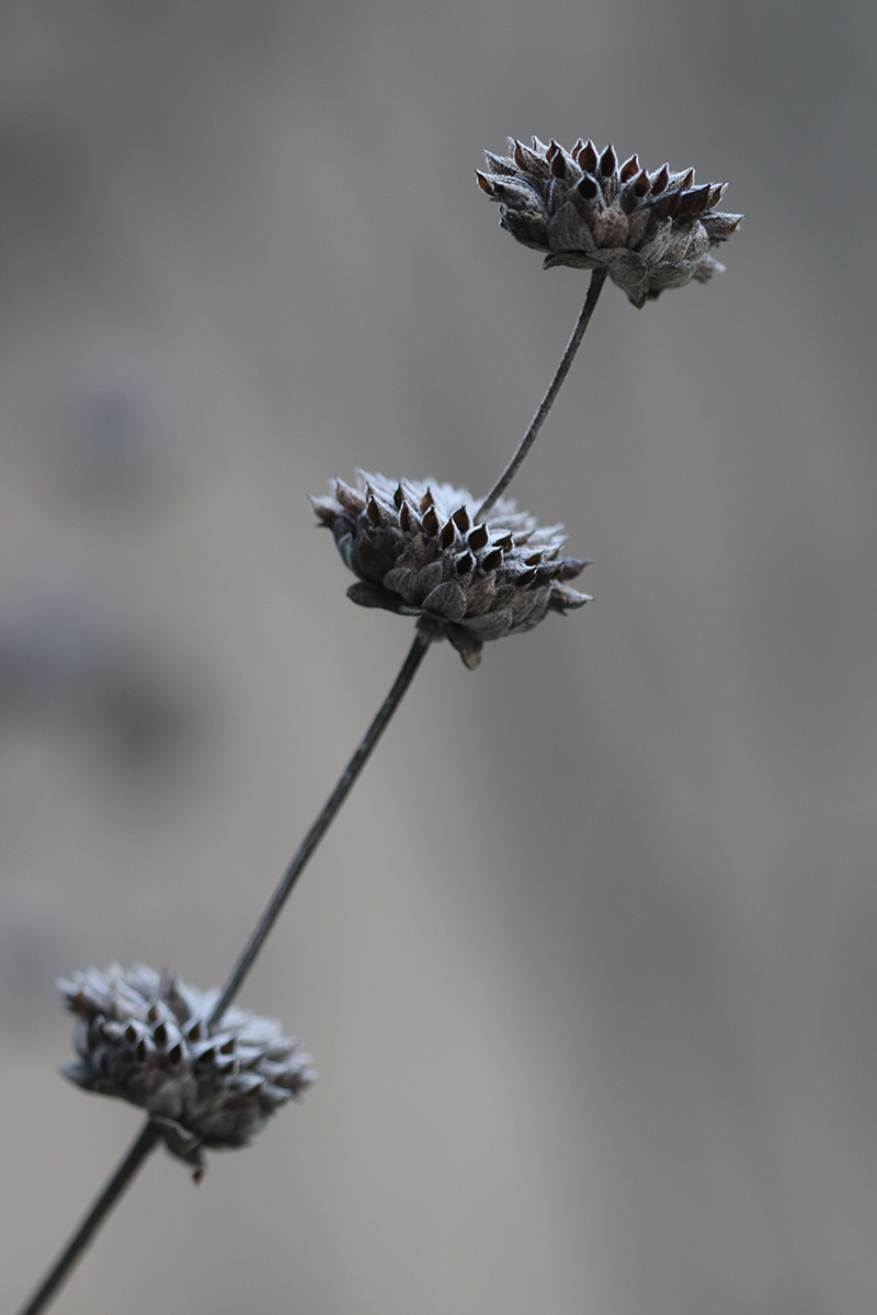 Pods