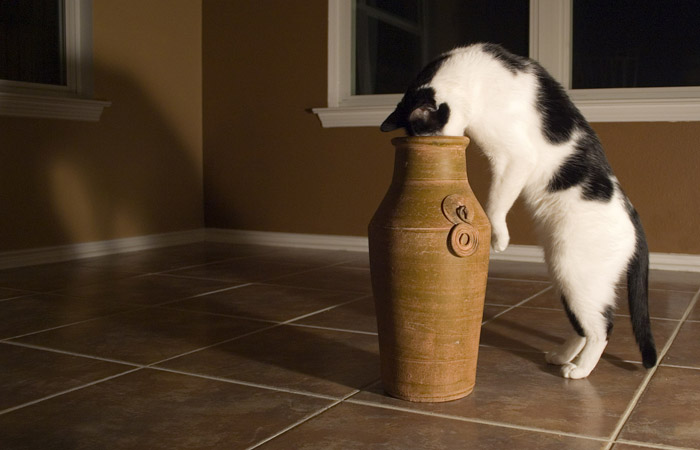 Cat in jar