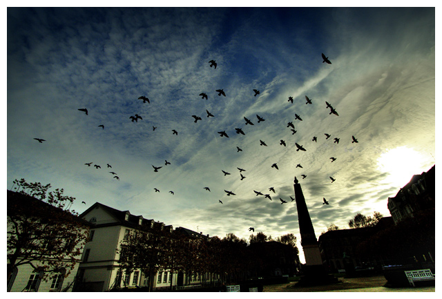 Birds in the round