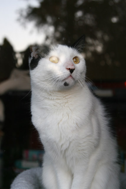 Window cat