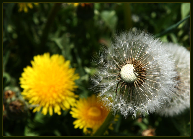 Weed seeds