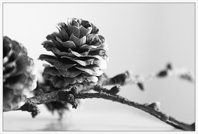 Pinecone