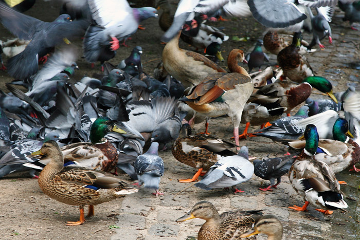 Feeding frenzy