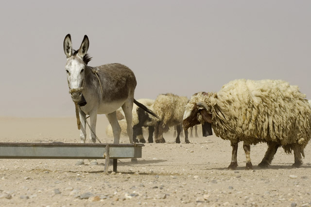 Donkey and sheep