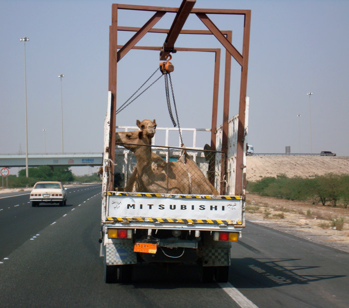 Camel transport